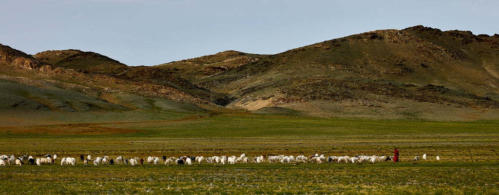 WHY CHOOSE SUSTAINABLE CASHMERE?